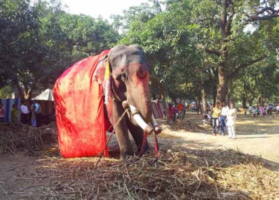 Sonepur Mela: The biggest Cattle Fair of Asia | India News – India TV