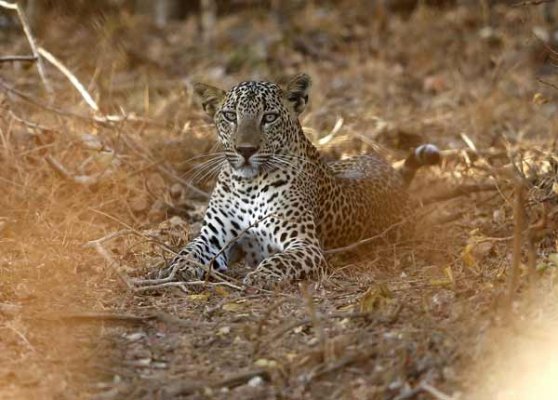 Four Leopards Found Dead At Itc Golf Course In Manesar India News India Tv