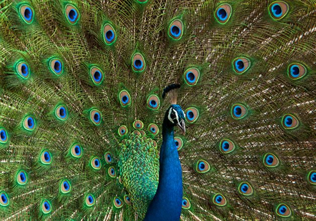 India's national bird Peacock could be termed vermin in Goa | India News – India TV India's national bird Peacock could be termed vermin in Goa | India News – India TV