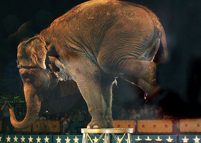 Elephants still being subjected to torture in circuses: PETA | India News – India TV Elephants still being subjected to torture in circuses: PETA | India News – India TV