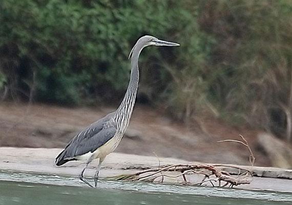 endangered indian birds