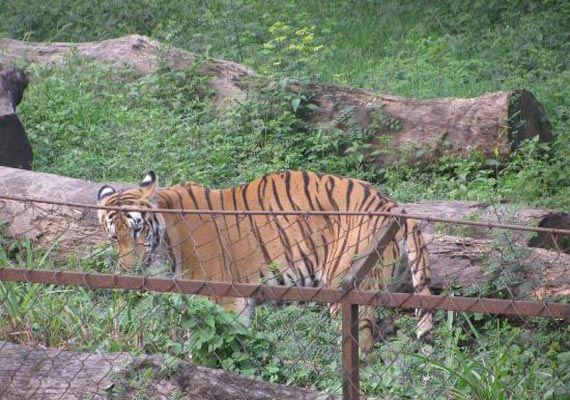New facilities for tigers and birds at Kolkata zoo | India News – India TV