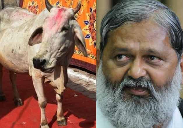 Should cow replace tiger as national animal? | National News – India TV