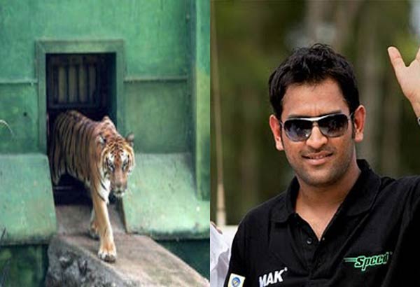 Dhoni Adopts Mysore Zoo Tiger | Cricket News – India TV Dhoni Adopts Mysore Zoo Tiger | Cricket News – India TV