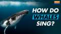 Do whales sing? Coen Elemans discovers the anatomy behind the songs of Baleen whales