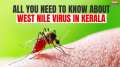 Kerala on alert for West Nile Virus: Know the Causes and symptoms of this mosquito-borne disease