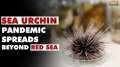 Sea-borne Pandemic: Sea urchin pandemic spreads far beyond Red Sea