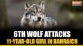 Last Bhediya still on loose: 6th wolf attacks 11-year-old after Admin captures 5th beast in Bahraich