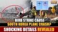 South Korea Plane Crash: Was a bird strike the cause? Ministry of Transport reveals shocking details