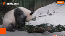China: Giant panda plays in snow at Beijing Zoo after first winter snowfall