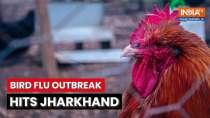 Jharkhand: Govt issues Bird Flu alert after cases reported in state-run poultry farm | India TV News