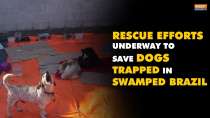 Rescue efforts underway to save tens of dogs trapped in swamped Brazil