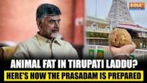 Tirupati Laddu Controversy: How is the revered Prasadam prepared, is fish oil used in it?