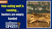 Haqiqat Kya Hai: Man-eating wolf is roaming...hunters are empty handed