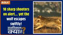 Haqiqat Kya Hai :  Bahraich awake... The hungry wolf escapes into the fields!