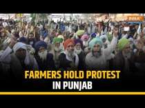 Punjab: Farmers hold protest in Punjab over paddy procurement and other demands