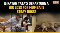 Ratan Tata Death: How Ratan Tata Changed the Lives of Stray Dogs in Mumbai