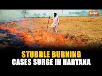 Haryana: Kaithal reports highest stubble burning cases despite govt action and arrests