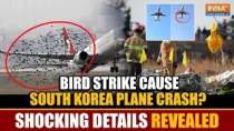 South Korea Plane Crash: Was a bird strike the cause? Ministry of Transport reveals shocking details