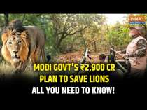 PM Modi Reviews Project Lion In Gujarat: How Does The Project Help Preserve Asiatic Lions?