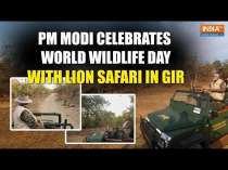 PM Modi Embarks on Lion Safari at Gir National Park for World Wildlife Day