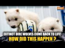 Dire Wolves Brought Back To Life After 12,000 Years: All About The Scientific Process Behind It!