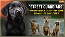 From Stray to Saviour: True Stories Of Dogs Who Became Real-Life Heroes