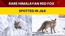 A rare and captivating sighting of a Himalayan Red Fox has been recorded in the snow-covered landscape of Zojila Pass in Ganderbal. 