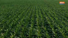 World Food Day: Uncovering the impact of water scarcity in food security 