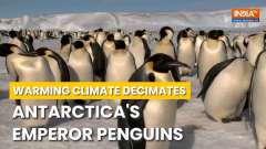 Emperor penguins suffered mass breeding failures in 2023 amid record low sea ice | World News