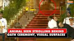 PM Modi Oath Ceremony: Big cat or leopard? Animal casually strolling behind at Rashtrapati Bhawan