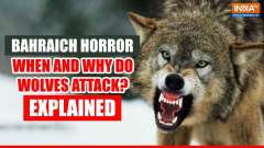 UP's Bahraich 'Operation Bhediya': Why and when wolves attack humans? Explained