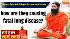 Yoga, 23 September 2024: Pigeons flying and sitting on the terrace and balcony...how are they causing fatal lung disease?