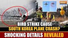 South Korea Plane Crash: Was a bird strike the cause? Ministry of Transport reveals shocking details