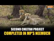 MP's Second Cheetah Project Ready In Neemuch, First Two Cheetahs To Arrive Soon From Kuno