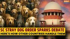 Delhi's Stray Dog Debate: How Countries Like Turkey, UK and Singapore Solved This Issue?