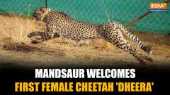 Mandsaur welcomes first female Cheetah 'Dheera' released at Gandhi Sagar Wildlife Sanctuary