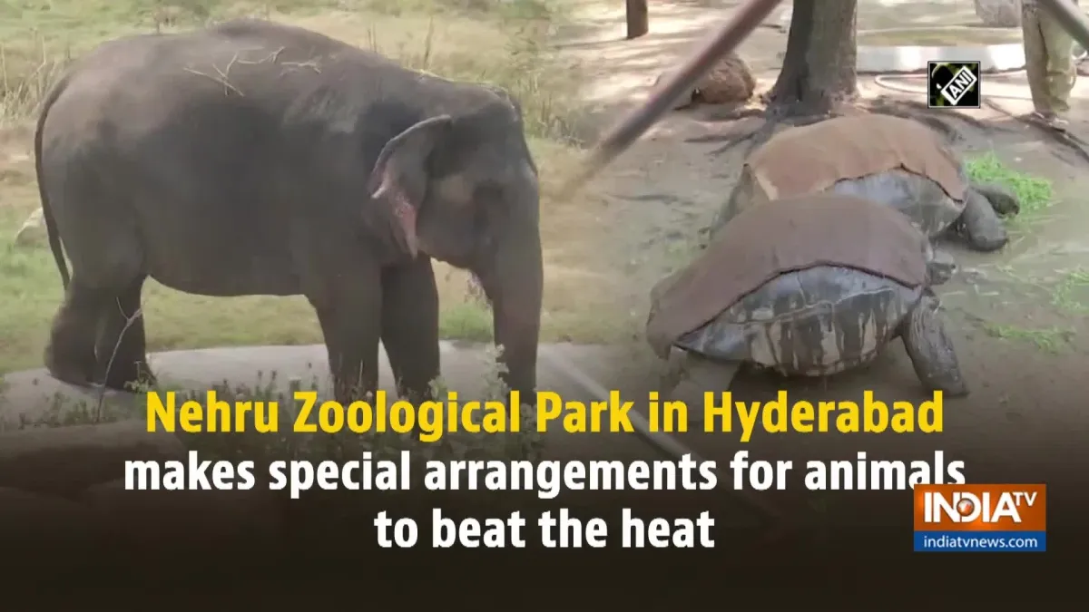 Nehru Zoological Park in Hyderabad makes special arrangements for animals  to beat the heat