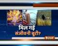 IndiaTV Special | In search of Sanjeevani Booti, the devine herb from Ramayana era