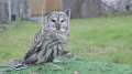 What Can Be Saved? Owl killings spur moral debate