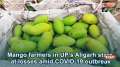 Mango farmers in UP's Aligarh stare at losses amid COVID-19 outbreak