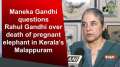 Maneka Gandhi questions Rahul Gandhi over death of pregnant elephant in Kerala's Malappuram