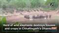 Herd of wild elephants destroys houses and crops in Chhattisgarh's Dhamtari