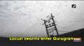Locust swarms enter Gurugram