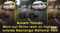 Assam floods: Worn-out Rhino rests on highway outside Kaziranga National Park