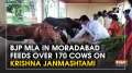 BJP MLA in Moradabad feeds over 170 cows on Krishna Janmashtami