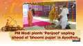 PM Modi plants 'Parijaat' sapling ahead of 'bhoomi pujan' in Ayodhya