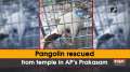 Pangolin rescued from temple in AP's Prakasam