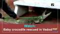 Watch: Baby crocodile rescued in Vadodara