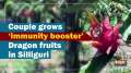 Couple grows 'immunity booster' Dragon fruits in Silliguri